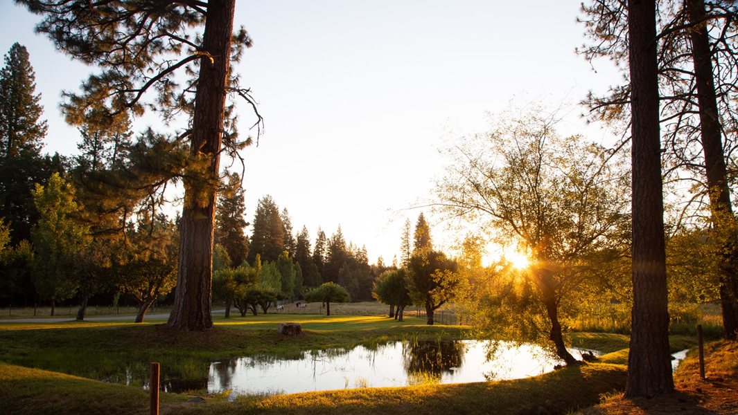 Picture of pond in grassy meadow with sun rising in background